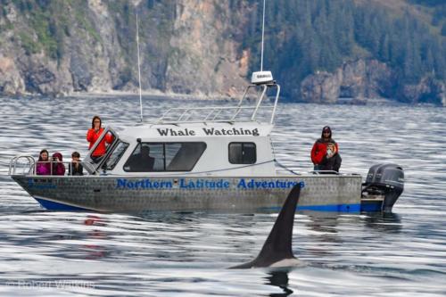 things to do in seward alaska - whale watching